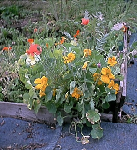 Nasturtiums (22 June)